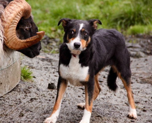 Demonstration of the uneasy alliance between psychology and Christianity, A Ram and a dog, face to face