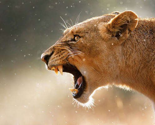 A side view of the face of a roaring female lion